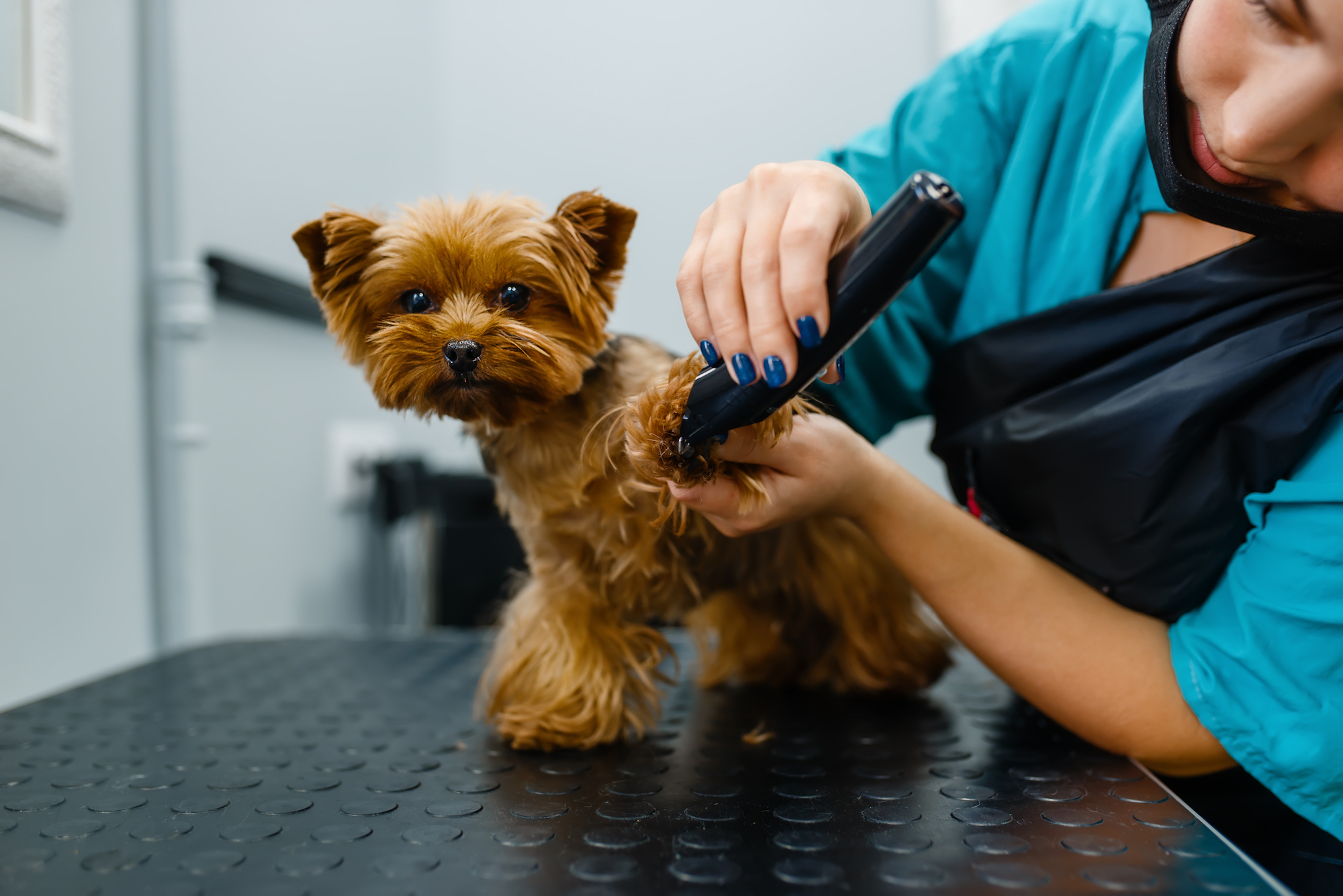 what is the quietest dog clipper